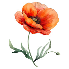 Poppy flower in watercolor style isolated on transparent background