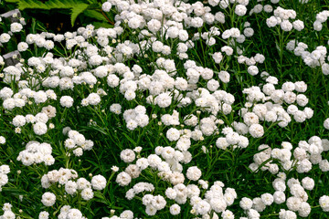 Beautiful white flowers similar to chamomile. - 783074196