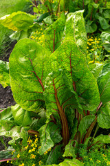 A bush of healthy edible chard with large green leaves with red veins.