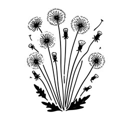 dandelion flower hand drawn vector illustration