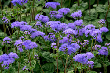 Flowerbed with blue ageratum flowers in the summer garden.