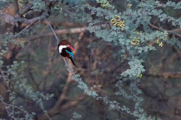 white-throated kingfisher or Halcyon smyrnensis also known as the white-breasted kingfisher, a tree kingfisher, seen at Jhalana in Rajasthan India