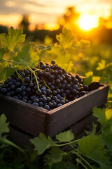 Black currant harvested in a wooden box in a farm with sunset. Natural organic fruit abundance. Agriculture, healthy and natural food concept. Vertical composition.