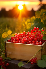 Red currant harvested in a wooden box in a farm with sunset. Natural organic fruit abundance. Agriculture, healthy and natural food concept. Vertical composition.