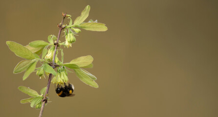 A bumblebee pollinates honeysuckle flowers in the garden