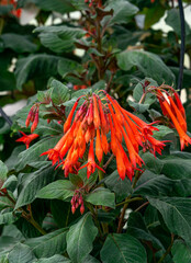 Red flowers of hybrid fuchsia in a greenhouse. - 783079770