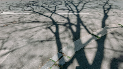 Asphalt road in Prague, shadows from trees on a sunny day
