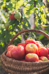 Fresh tomatoes picked into basket in greenhouse. Homegrown tomato harvest in bio organic garden. - 783082930