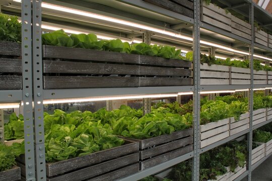 Close up of fresh organic hydroponic vegetable plantation produce cultivate farm in greenhouse. Agriculture aquaponic system. Vertical aeroponic garden. Sustainable lifestyle food sourcing concept.