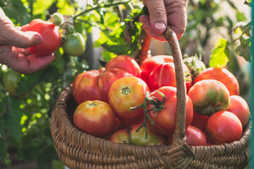 Farmer's hands picking tomatoes into basket. Fresh tomato harvesting from the bush. Work in bio organic garden. - 783083145