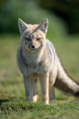 Close-up of South American gray fox standing