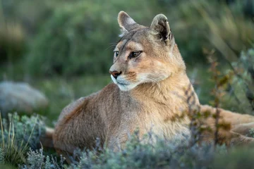 Foto op Canvas Close-up of puma lying staring in bushes © Nick Dale