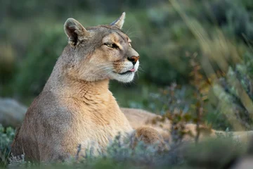 Fototapeten Puma Close-up of puma lying sticking tongue out  © Nick Dale