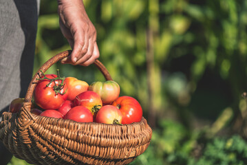 Farmer with freshly harvested tomatoes, holding basket with organic vegetables harvested in sunny day. Homegrown tomato harvest in organic garden. Vegetable growing concept. - 783083384