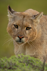 Close-up of puma standing behind green bush