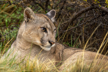 Close-up of puma lying wide-eyed in undergrowth