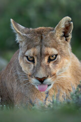 Close-up of puma lying with tongue out