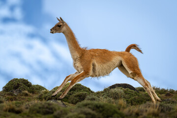 Guanaco crosses hilltop with snowy mountain behind