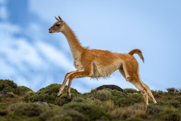 Guanaco crosses ridge with snowy mountains behind
