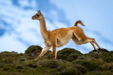 Guanaco crosses hilltop with snow-capped peaks behind