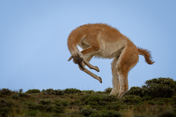 Guanaco galloping along hilltop against cloudy sky