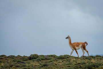 Guanaco crosses ridge silhouetted under cloudy sky