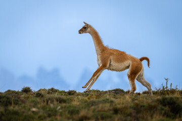 Guanaco gallops along hilltop with mountains behind