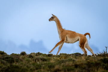 Guanaco gallops down ridge with mountains behind