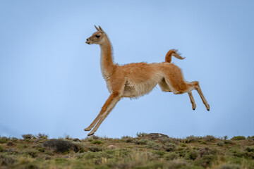 Guanaco jumps in the air on ridge