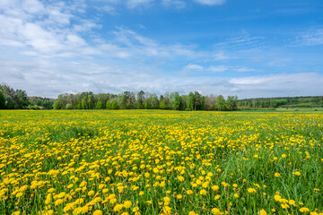 Dandelion field. Spring flowers landscape. - 783083729