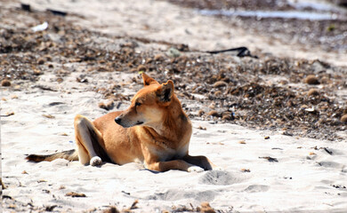 Duży rudy pies odpoczywający na plaży, Djerba - obrazy, fototapety, plakaty