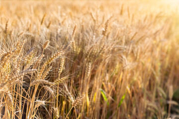 Beautiful golden wheat field in late afternoon - 783083975