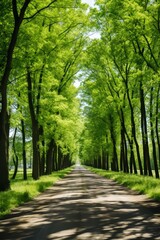 Tranquil summer forest scenery with lush greenery lining an asphalt road pathway