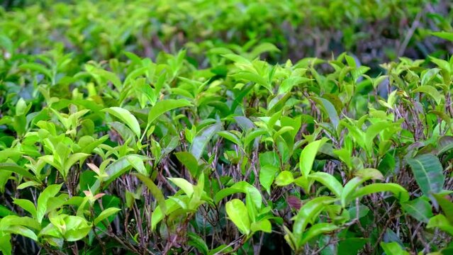 fresh green leaves tea tree, plantation landscape, green lush foliage, ensuring only highest quality leaves harvested, celebrating tea cultivation, slow motion shooting