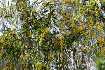 Mimosa blooms on the side of the road in a city park.