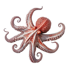 octopus isolated on transparent background cutout