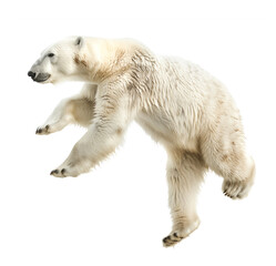 Majestic Polar Bear Stands on Hind Legs