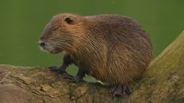 Nutria sits on a log in the water and cleans itself. Wild nature. Close-up of a water nutria on a French lake. Natural habitat of otter, nutria, beaver