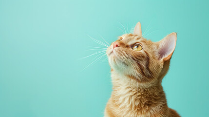 Cute banner with a cat looking up on pastel blue background