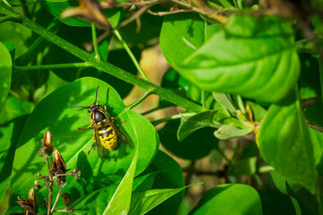 European hornet on a leaf