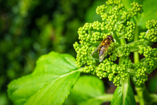 A hoverfly on rhubarb