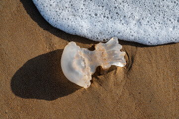 Tote, angespülte Qualle am Sandstrand eines Meeres