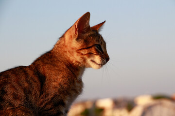 Cute little kitten walking on the beach at sunset. Portrait of a wild cat on the background of the beach.