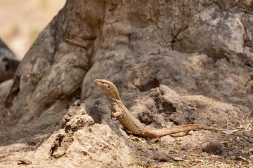 Monitor Lizard, Varanus albigularis, Panna Tiger Reserve, Madhya Pradesh, India.
