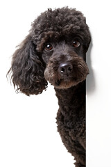 Black toy poodle peeking around the corner isolated on transparent background, perfect for laying over artwork