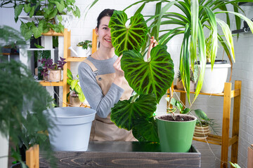 Woman in apron holds large striped philodendron leaf and Caring for potted plant, Transplanting and...