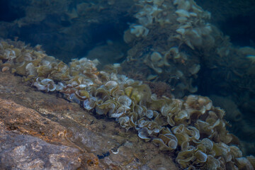 Underwater view of the sea, rocks and algae in the water. Close-up of a group of oyster mushrooms growing in the water.