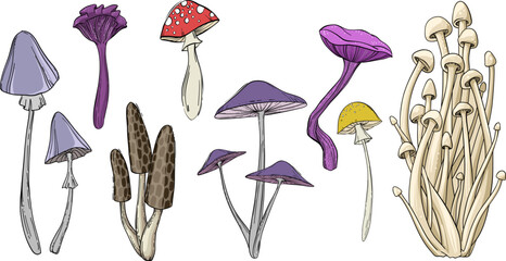 Fancy hand drawn inedible mushroom illustration