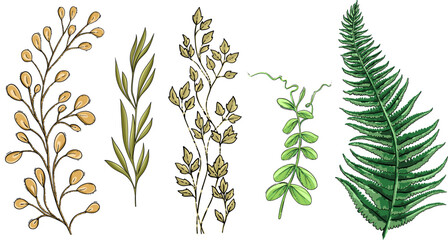 Forest plants, naturalistic botanical illustration