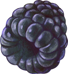 watercolor hand drawn realistic blackberry